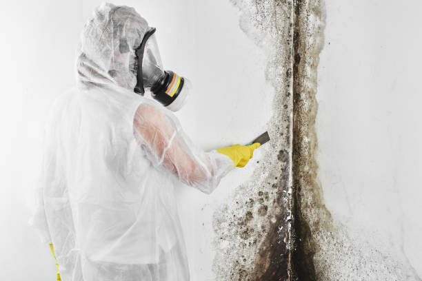 Best Mold Testing  in Culpeper, VA