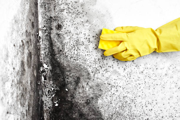Best Residential Mold Removal  in Culpeper, VA