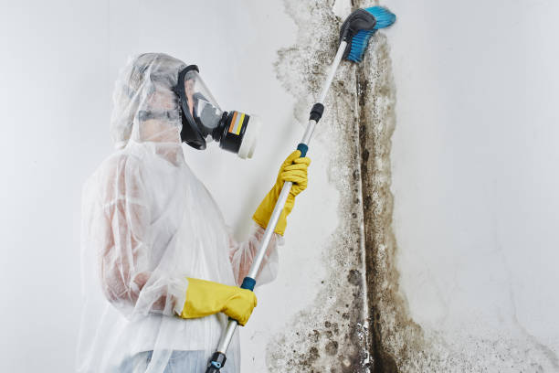 Best Home Mold Removal  in Culpeper, VA
