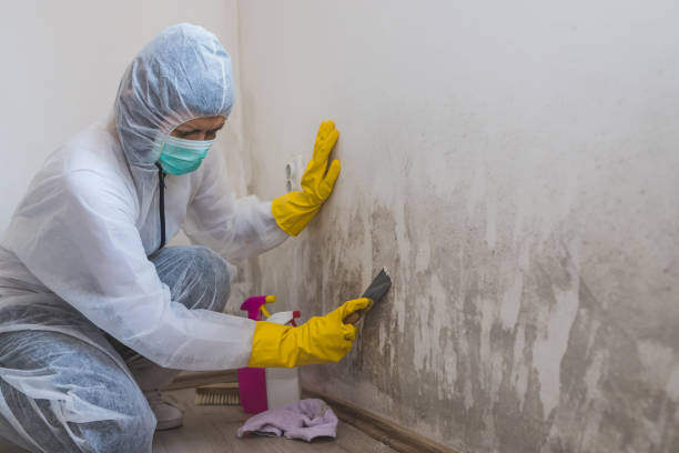 Best Toxic Mold Removal  in Culpeper, VA
