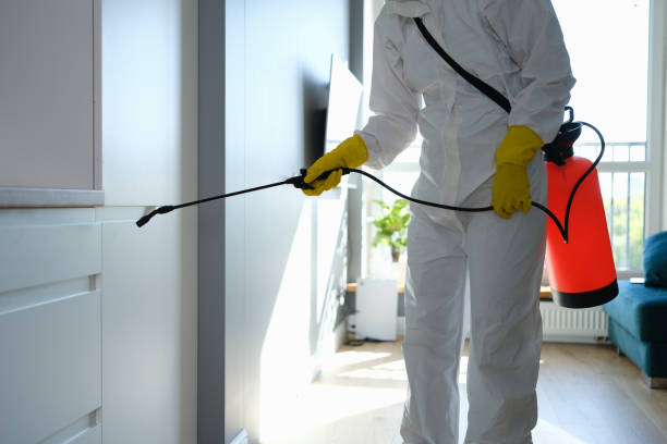 Mold Removal Process in Culpeper, VA