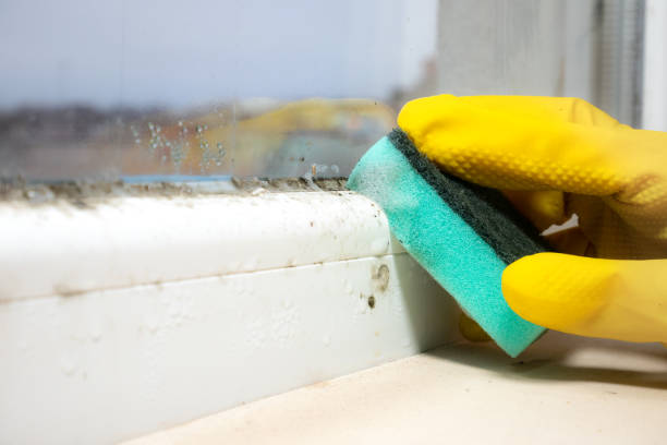 Best Mold Testing  in Culpeper, VA