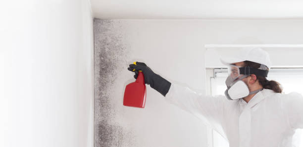 Best Attic Mold Removal  in Culpeper, VA