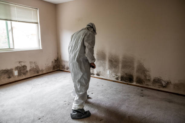Home Mold Removal in Culpeper, VA