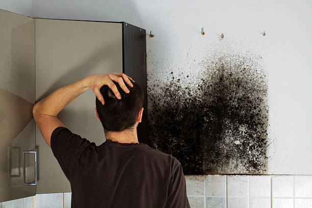 Best Attic Mold Removal  in Culpeper, VA