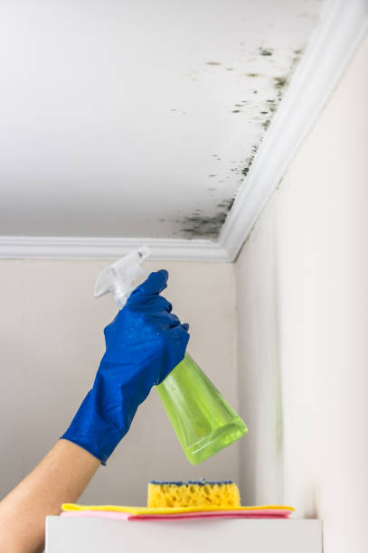 Best Black Mold Removal  in Culpeper, VA