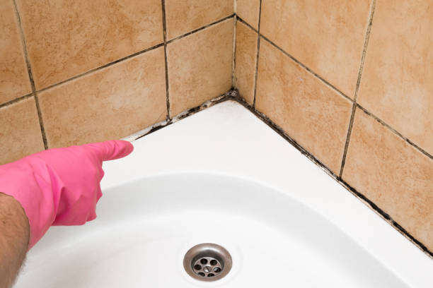 Best Local Mold Removal Service  in Culpeper, VA