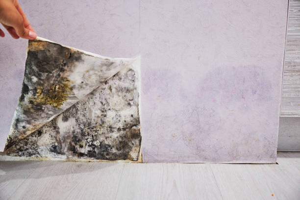 Best Mold Testing  in Culpeper, VA